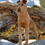 Falcon Flight Simply Irish